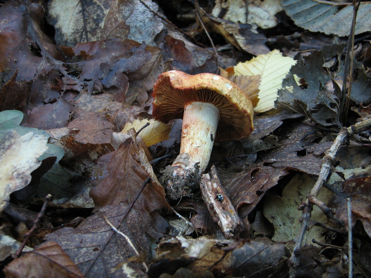 Cortinarius Bolaris